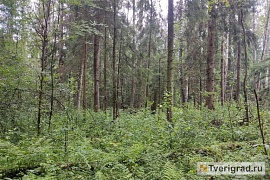 В Тверской области подросток ушел в лес и пропал